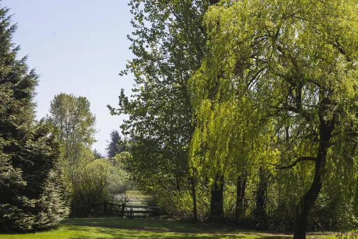 Green grass and willow trees at Mill Lake Park, the kind of lawn people want from the best landscaper in Abbotsford