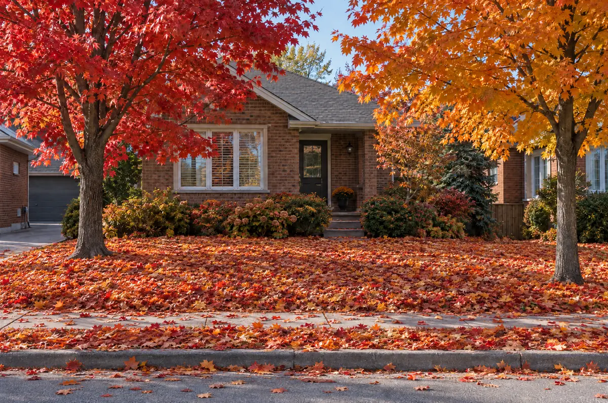 Before: a front lawn buried under fallen red and orange maple leaves