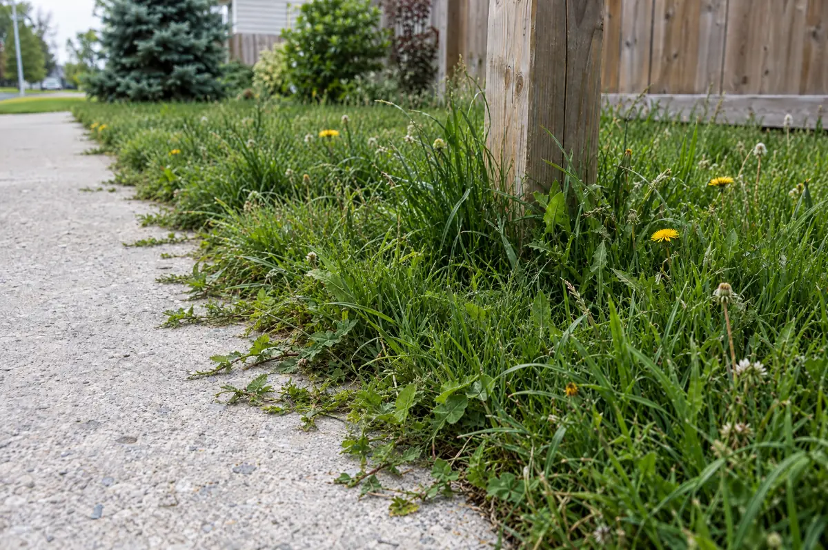 Before: shaggy grass and weeds creeping onto a sidewalk and around a fence post