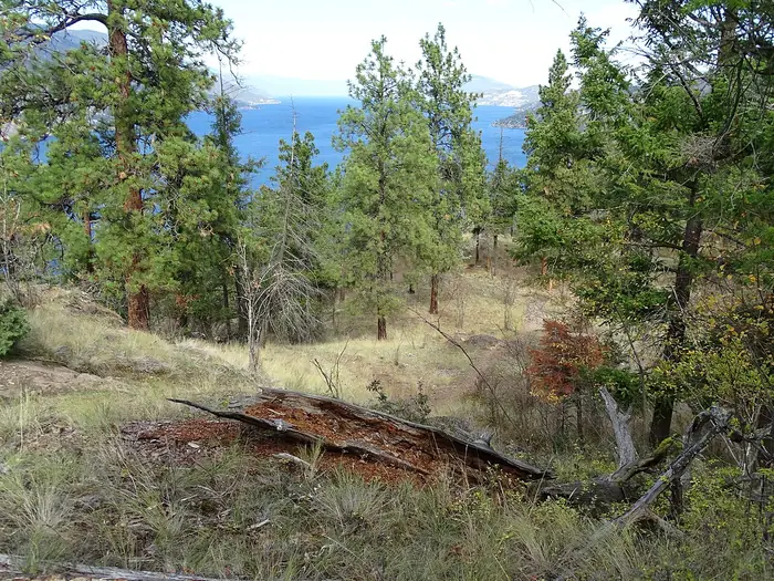 Ponderosa pines and dry bunchgrass on Knox Mountain, with Okanagan Lake below