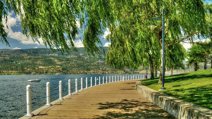 Green lawn and willow trees beside the lakeside path in Waterfront Park, the kind of grass people want from the best landscaper in Kelowna