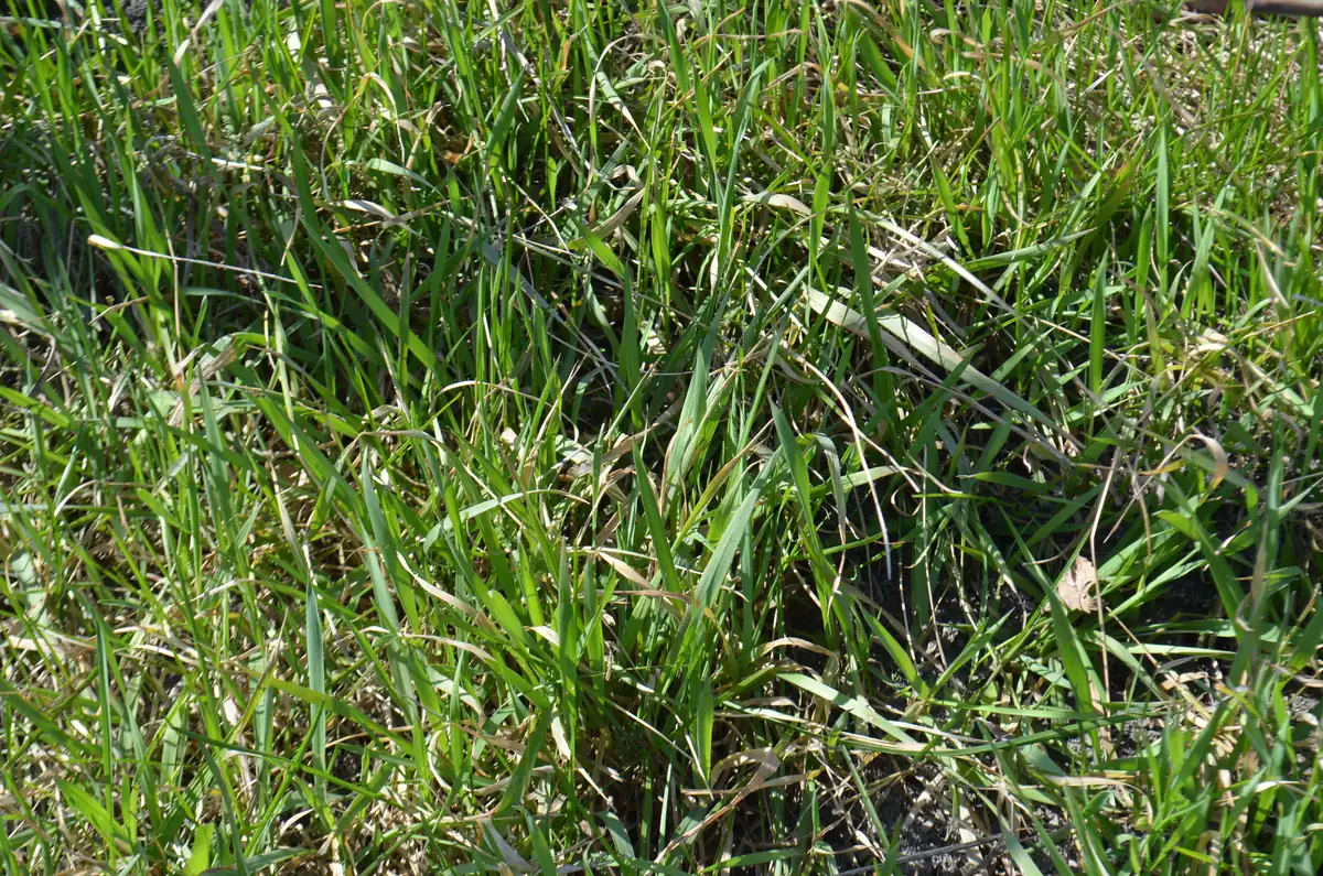 Close view of a thick Kentucky bluegrass lawn