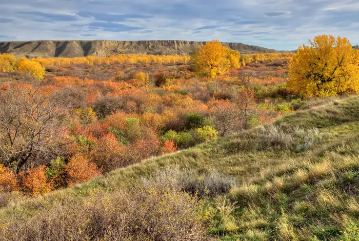 Prairie grass hill, golden fall trees and a pale valley cliff at Police Point Park
