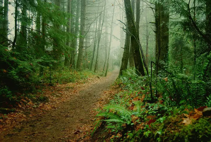 A misty forest trail lined with ferns, moss and wet fallen leaves in Colliery Dam Park