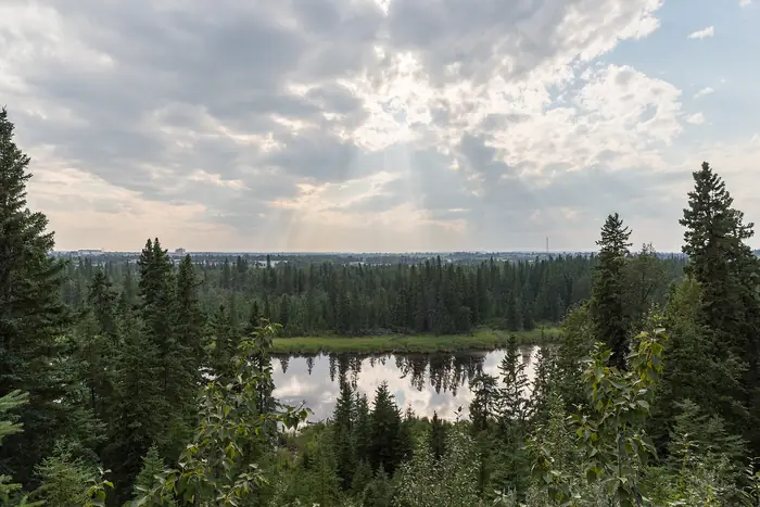 Green spruce forest and a calm lake seen from the Kerry Wood Nature Centre in Red Deer