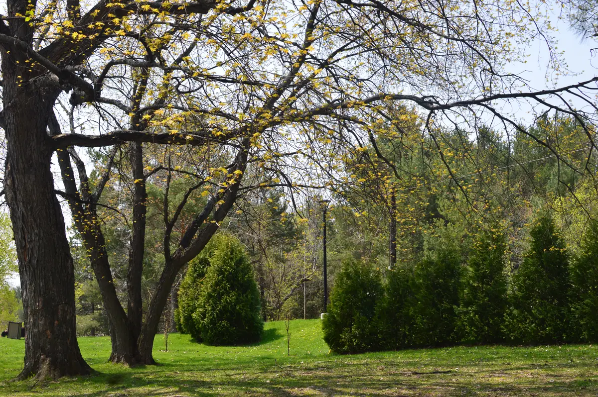 Mowed grass with maples and cedars in Bell Park, Sudbury