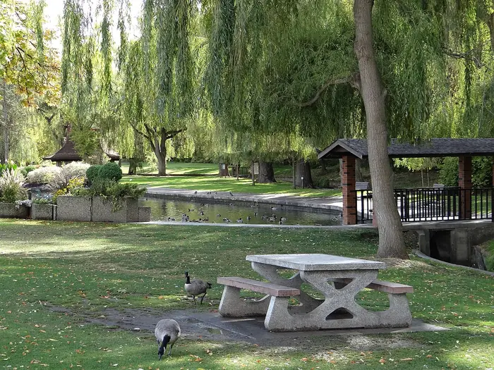 Mowed grass, willow trees and a pond at Polson Park, the kind of lawn people want from the best landscaper in Vernon